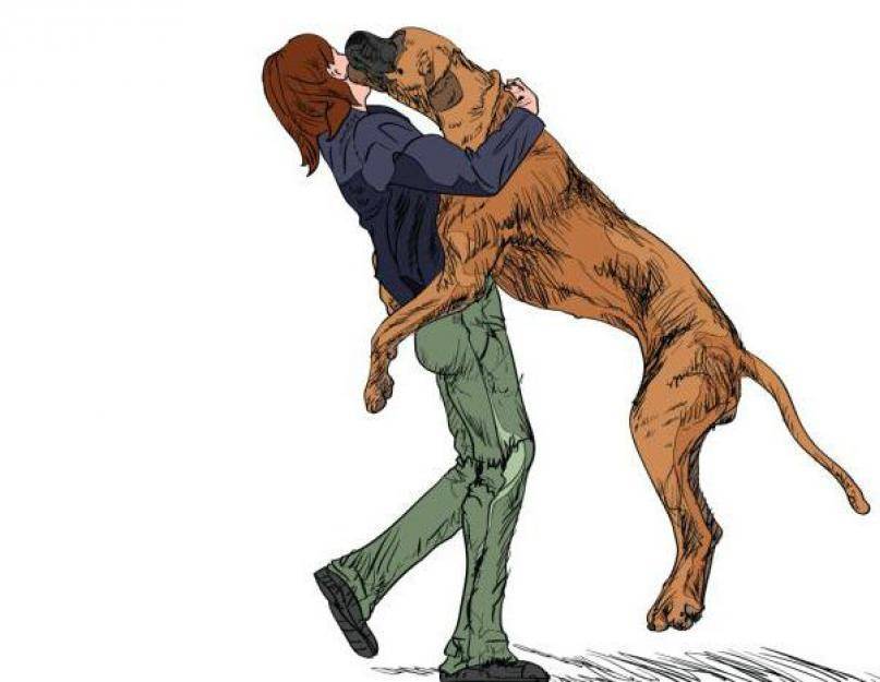 Собака прыгает на хозяина при встрече – как отучить ее