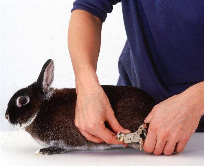 Почему кролики грызут друг другу уши видео