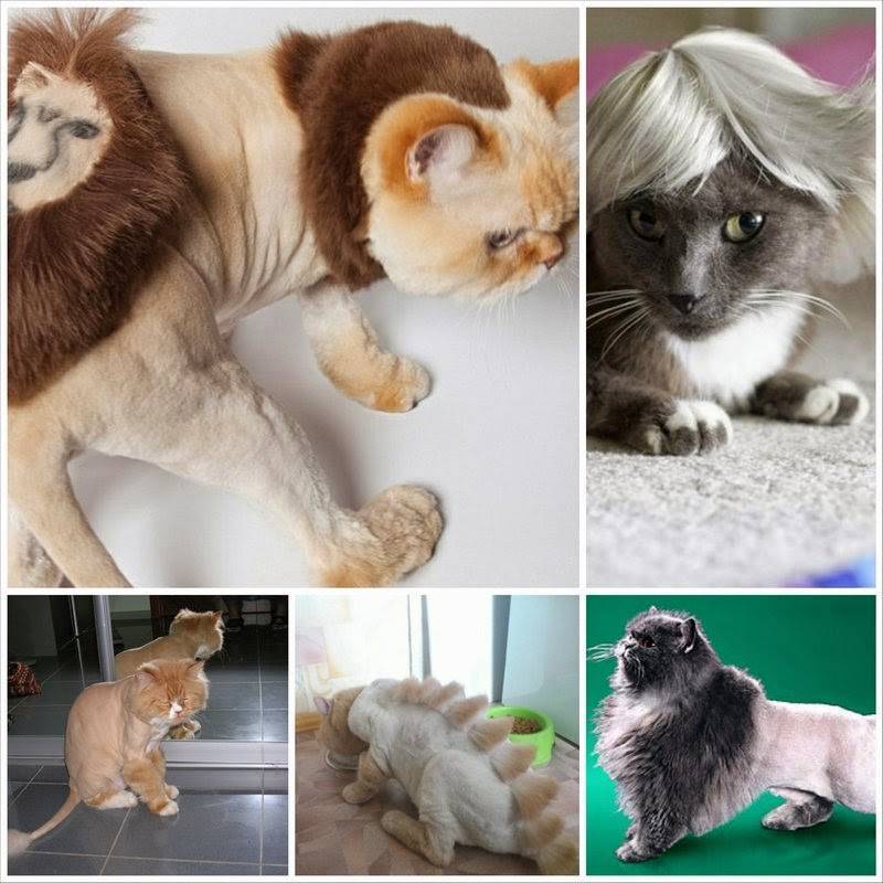 Стрижка кошек: как подстричь правильно и что нужно