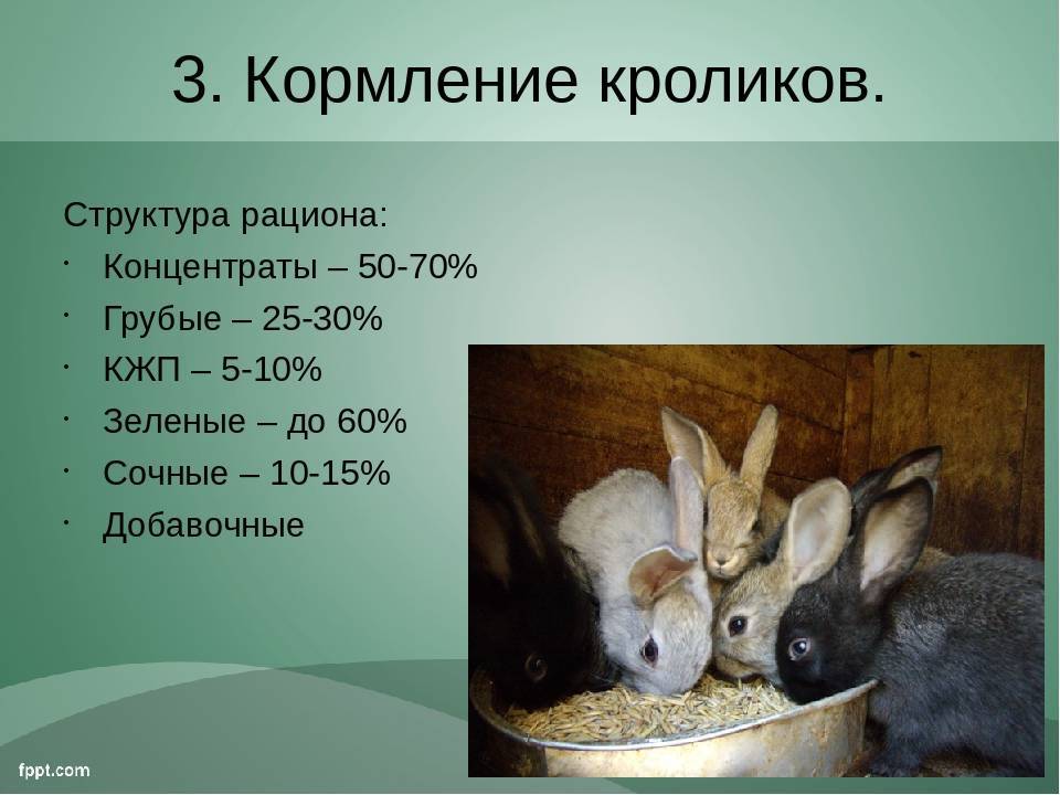 Чем можно кормить домашних кроликов. Питание кроликов. Кролиководство рацион. Рацион кроликов. Рацион питания домашних кроликов.