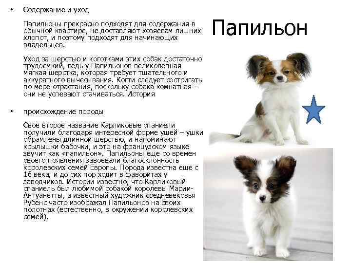 Ханаанская собака: описание породы, как ухаживать и воспитывать, выбор щенка, полезные фото и отзывы владельцев