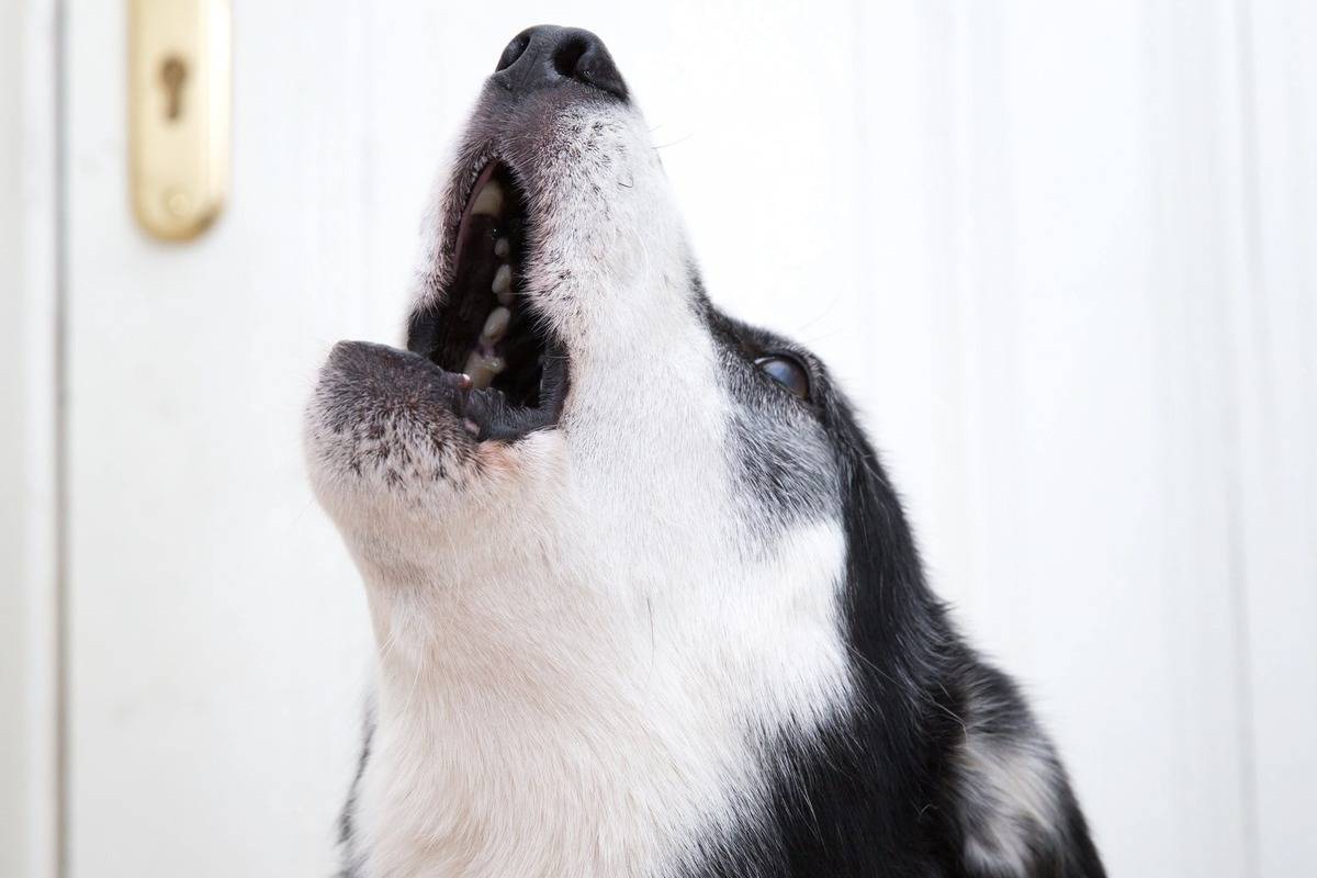 Как отучить собаку лаять дома: ночью, утром или в одиночестве