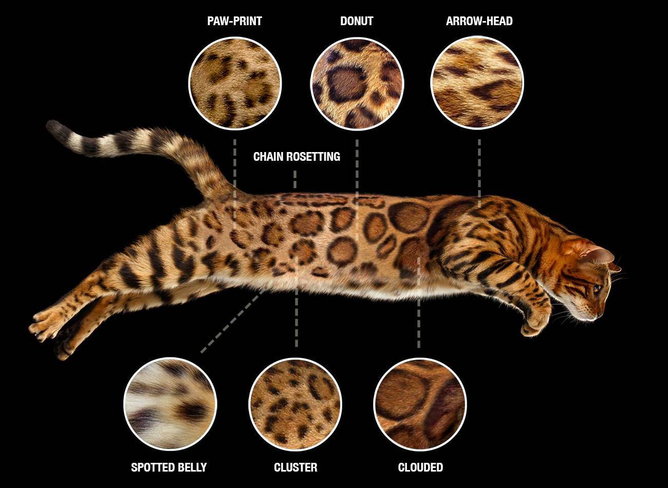 Бенгальская кошка окрасы таблица