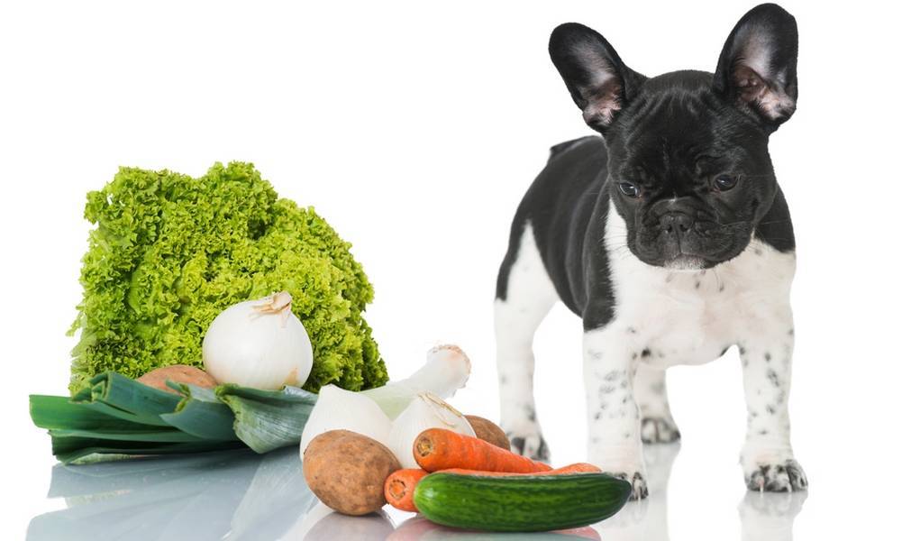 Чем кормить собаку в домашних условиях и как правильно это делать