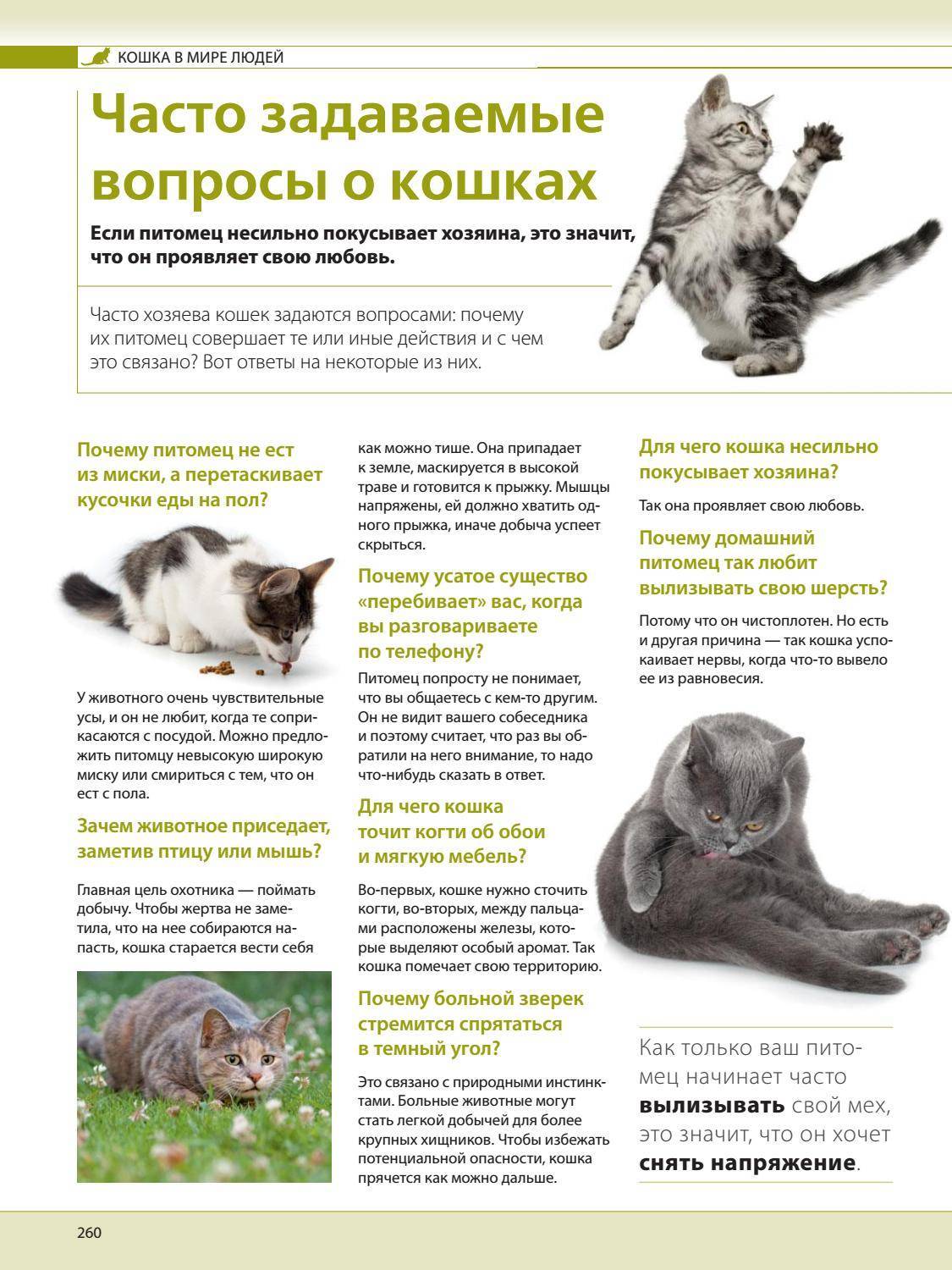 Серьезные ошибки в уходе за котами, которые делают все владельцы