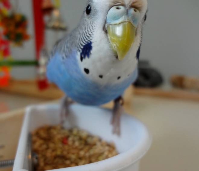 Содержание корелл