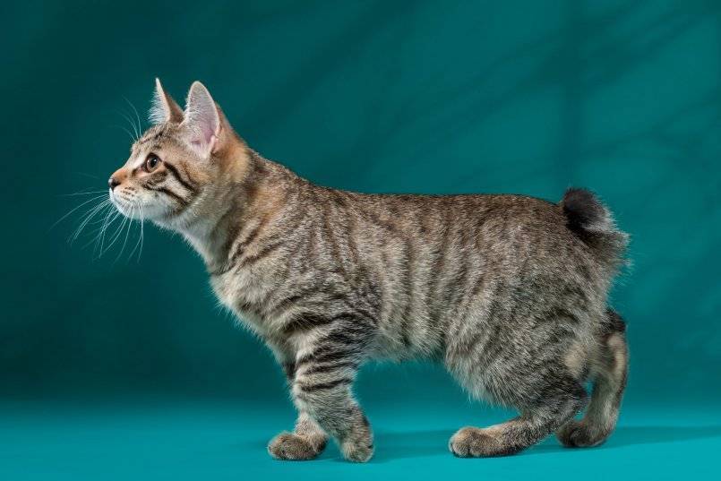 Породы кошек без хвоста: фото с названиями :: syl.ru