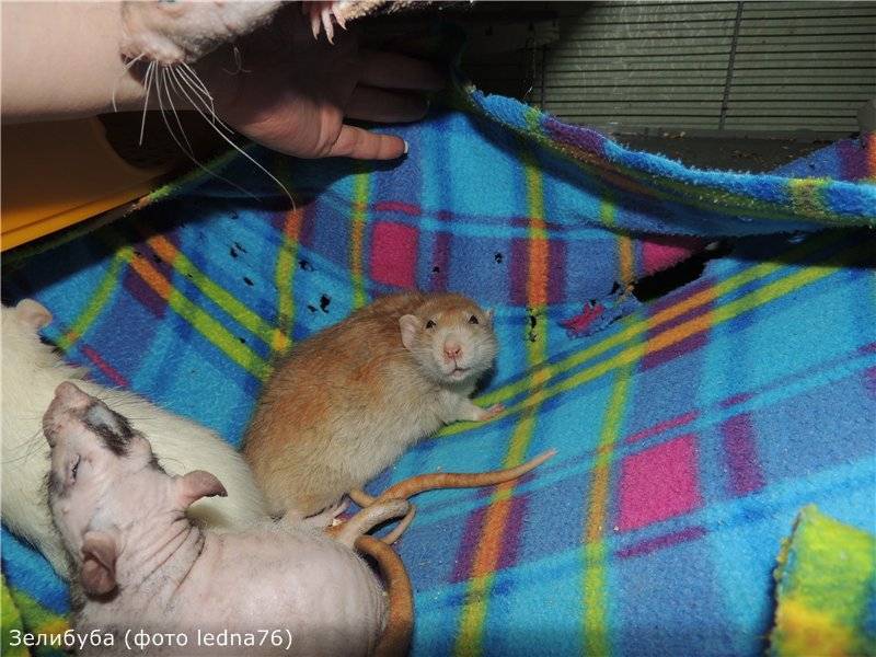 Как узнать пол крысы