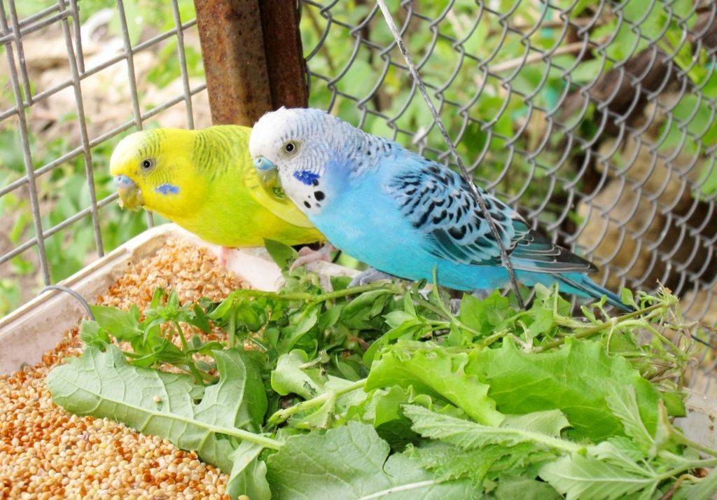 Как размножаются попугаи? особенности их разведения в домашних условиях. когда начинаются спариваться и откладывать яйца?