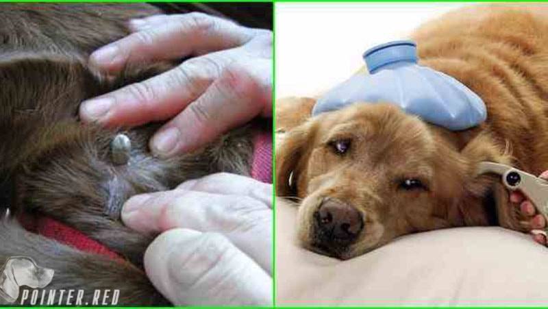 Собаку укусил клещ: симптомы, последствия, лечение в домашних условиях