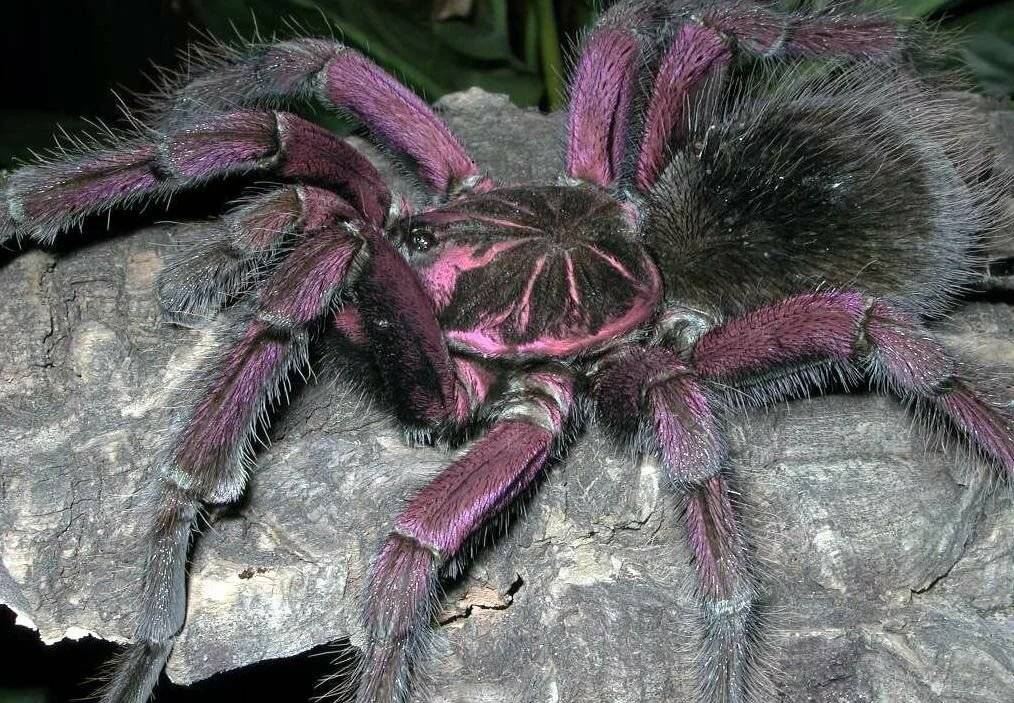 Паук тарантул: страшное чудовище или домашний любимец?