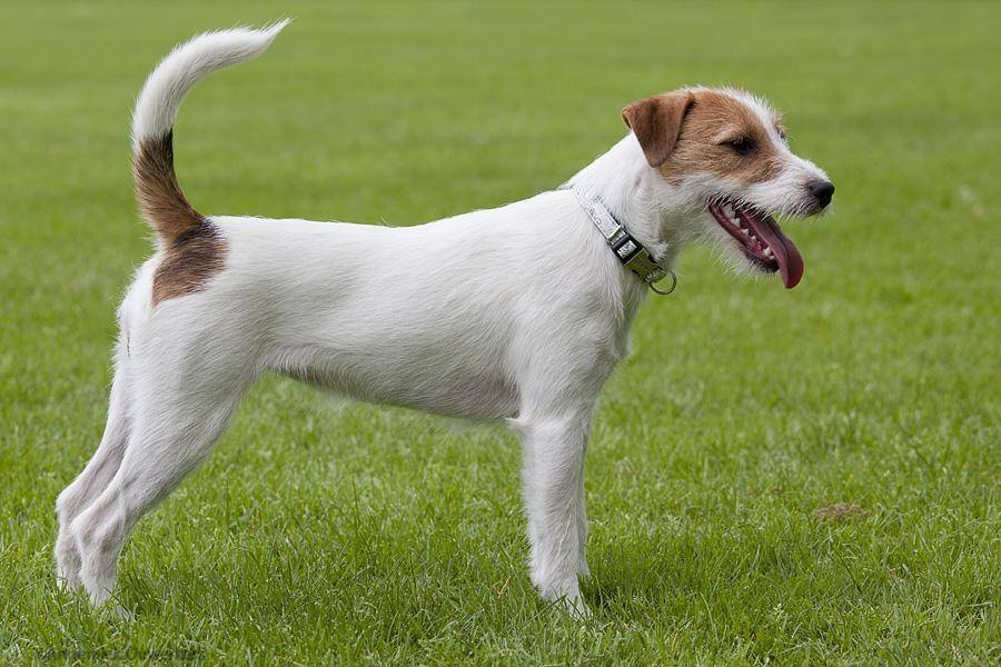 Топ-18 миксов джек-рассел-терьера - лучший щенок для вашего дома