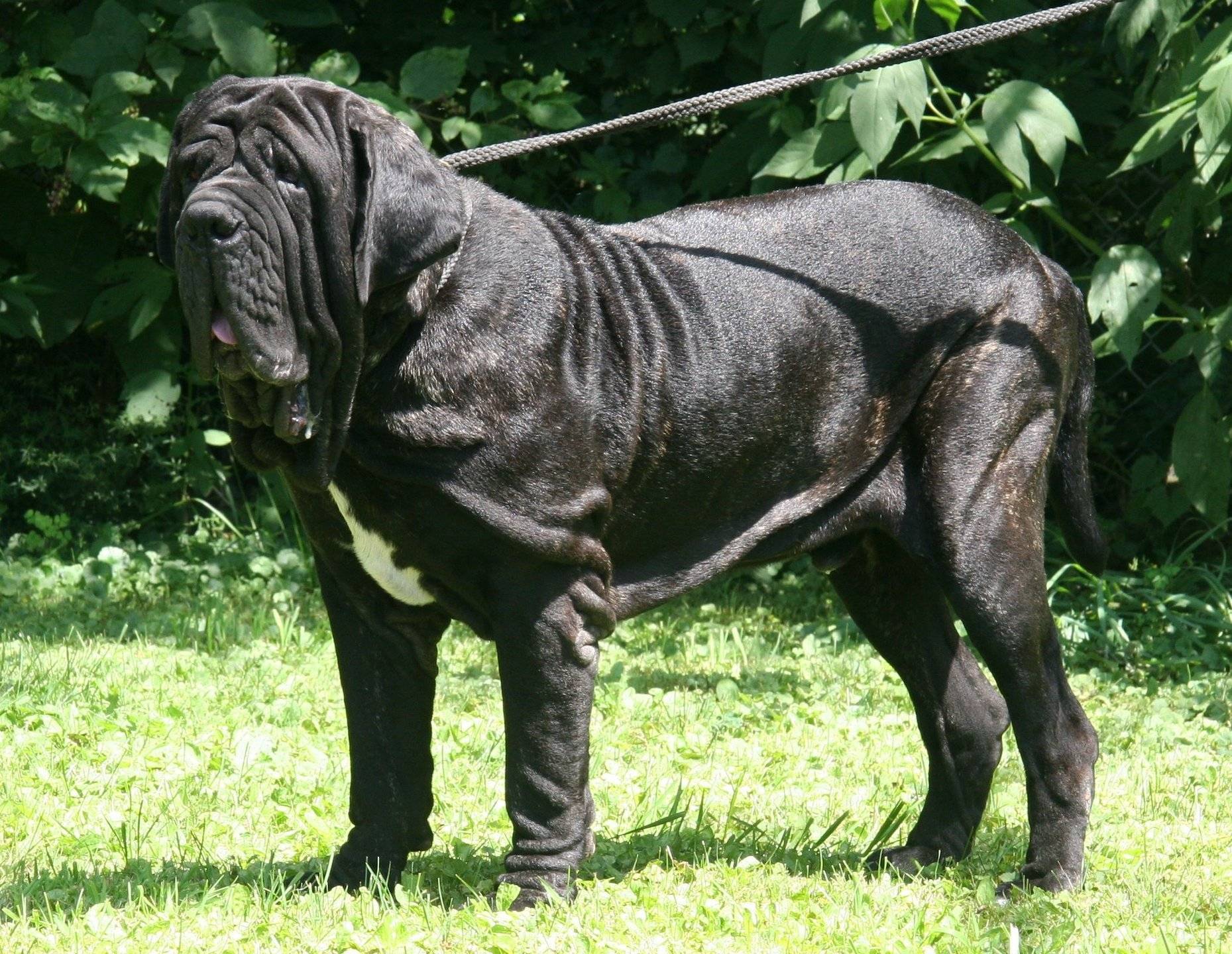 Самая большая собака в мире: фото, видео