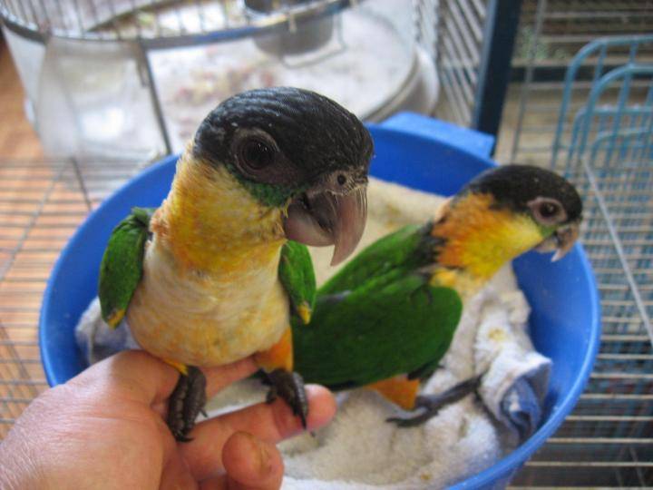 Волнистые попугаи размножение в домашних условиях -