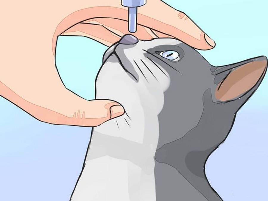 Что делать если у кошки или котенка не дышит нос