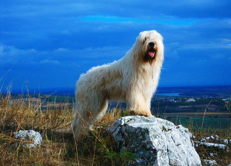 Южнорусская овчарка: фото и описание породы собак
южнорусская овчарка: фото и описание породы собак