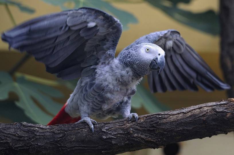 Сколько живут попугаи жако? сколько лет живут в домашних условиях? срок существования в природе