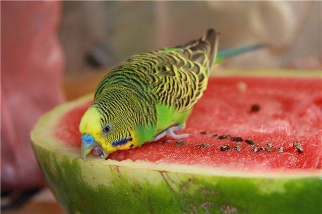 [новое исследование] можно ли давать попугаям (волнистым, кореллам) мандарины, апельсины, лимоны и их кожуру: польза или вред для птиц