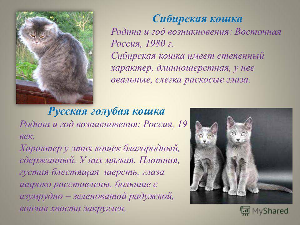Cибирская кошка: много фото, окрасы, характер, уход