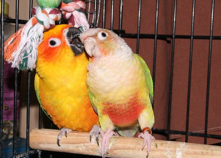 Какие виды попугаев самые говорящие и легко учатся говорить
