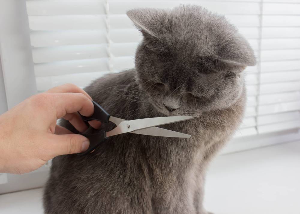 Груминг кошек: как сделать стрижку питомцу в домашних условиях