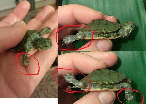 Почему у черепахи белые пятна на панцире, причины и лечение белого налета у красноухих и сухопутных черепах