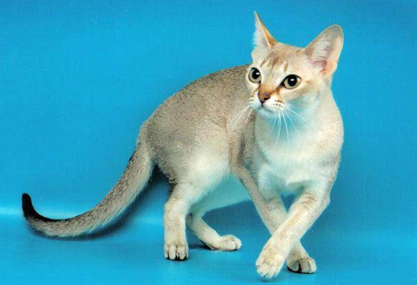 Сингапурская порода кошек: повадки, здоровье, питание