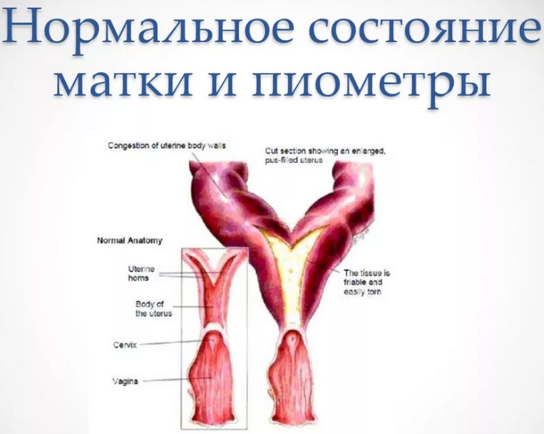 Пиометра у кошки. как лечить? причины, симптомы и методы профилактики болезни