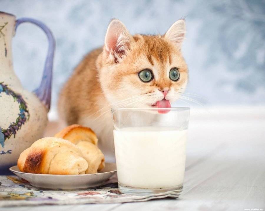 Можно ли котятам молоко - молоко для котенка: полезно или вредно?