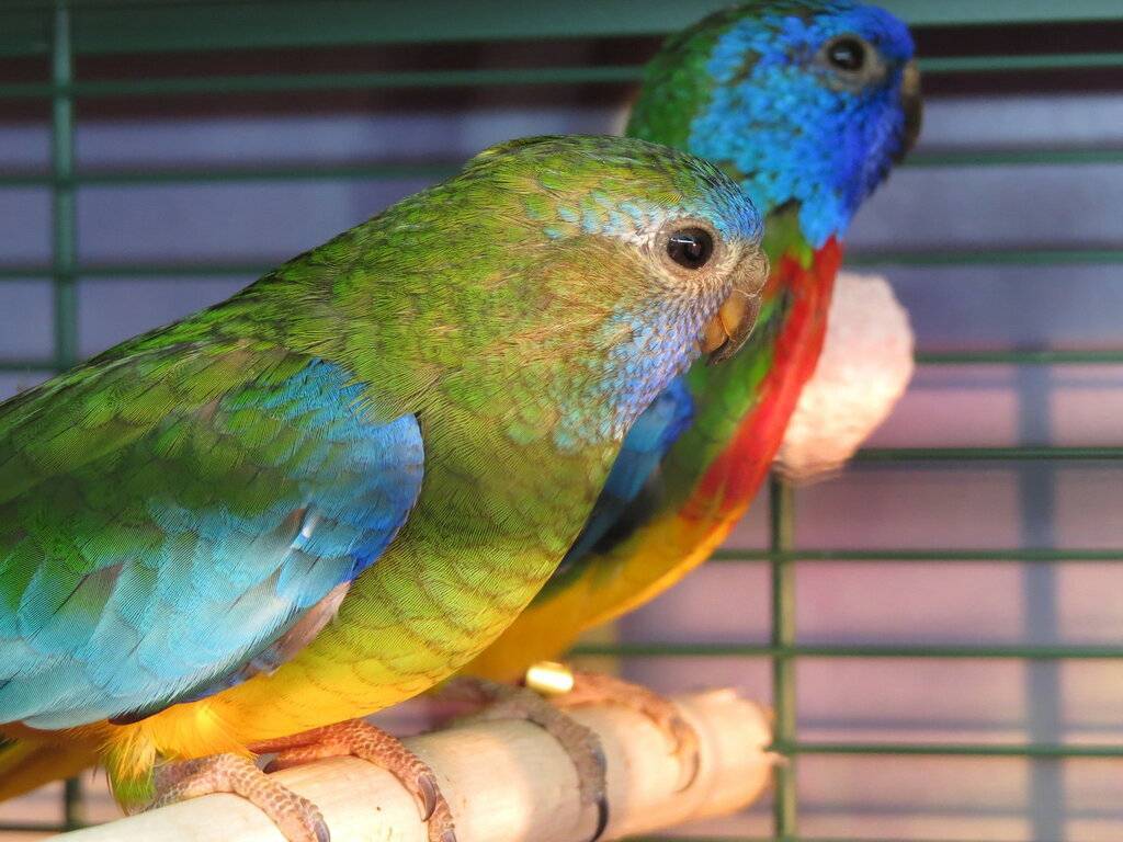 Отличие самца и самки травяных лазурных попугаев. австралийские травяные попугайчики