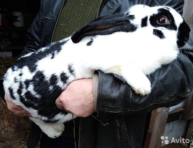 Кролик строкач — описание и характеристика породы немецкий пестрый великан