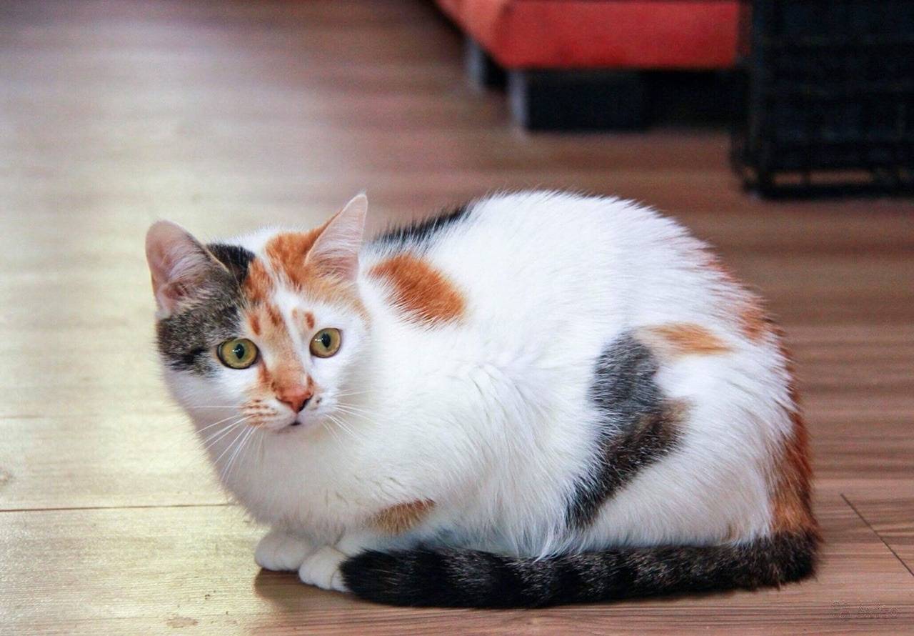 Трёхцветная кошка в доме