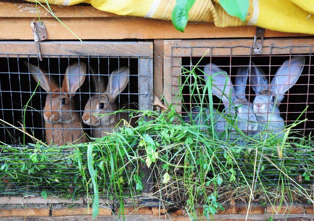 Кролики мясных пород (35 фото): какие кролики лучше подойдут для разведения на мясо? названия лучших бройлерных и мясо-шкурковых пород с описанием