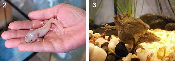 Личинка овода под кожей человека: как откладываются яйца, где обитают в среде