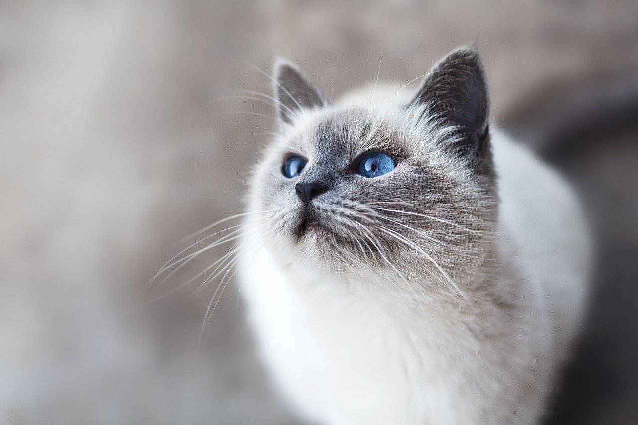 Кошки с голубыми глазами: названия пород, их описания и фото