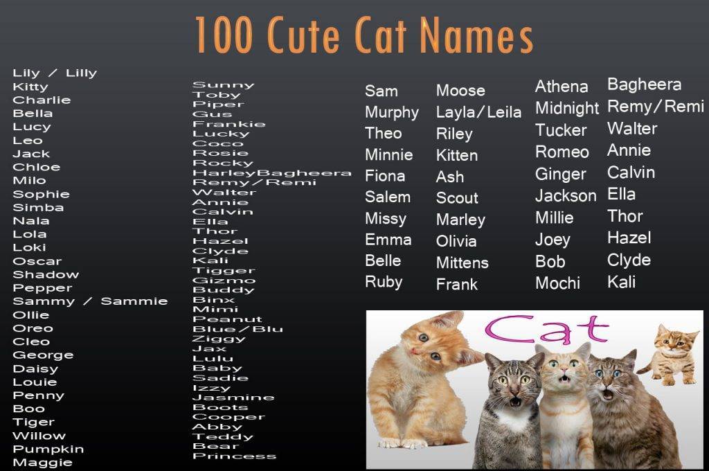 Английские имена для кошек - котостудия