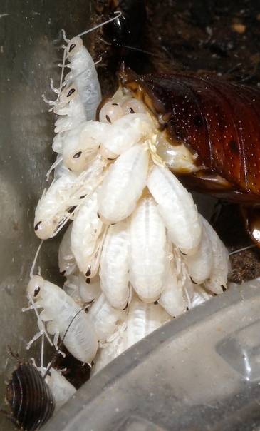 Таракан мадагаскарский (gromphadorhina portentosa): особенности таракана и содержание его в домашних условиях