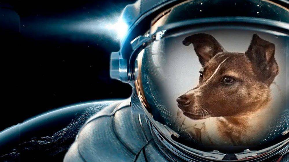 Первые собаки в космосе | фото, какие первые полетели, лайка