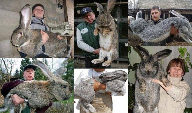 Кролики «серый великан»: описание породы с фото и видео