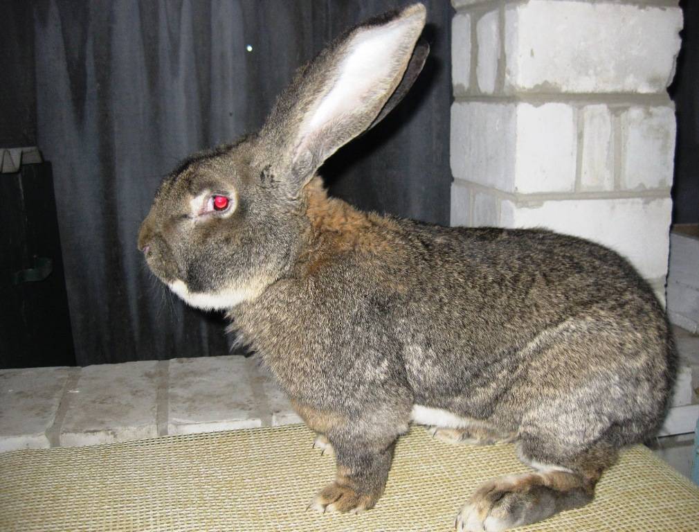 Кролик породы фландр (бельгийский великан): описание породы, фото — selok.info