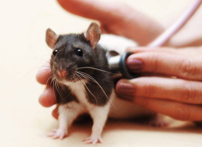 Что делать, когда крыса тяжело дышит, задыхается или хрюкает