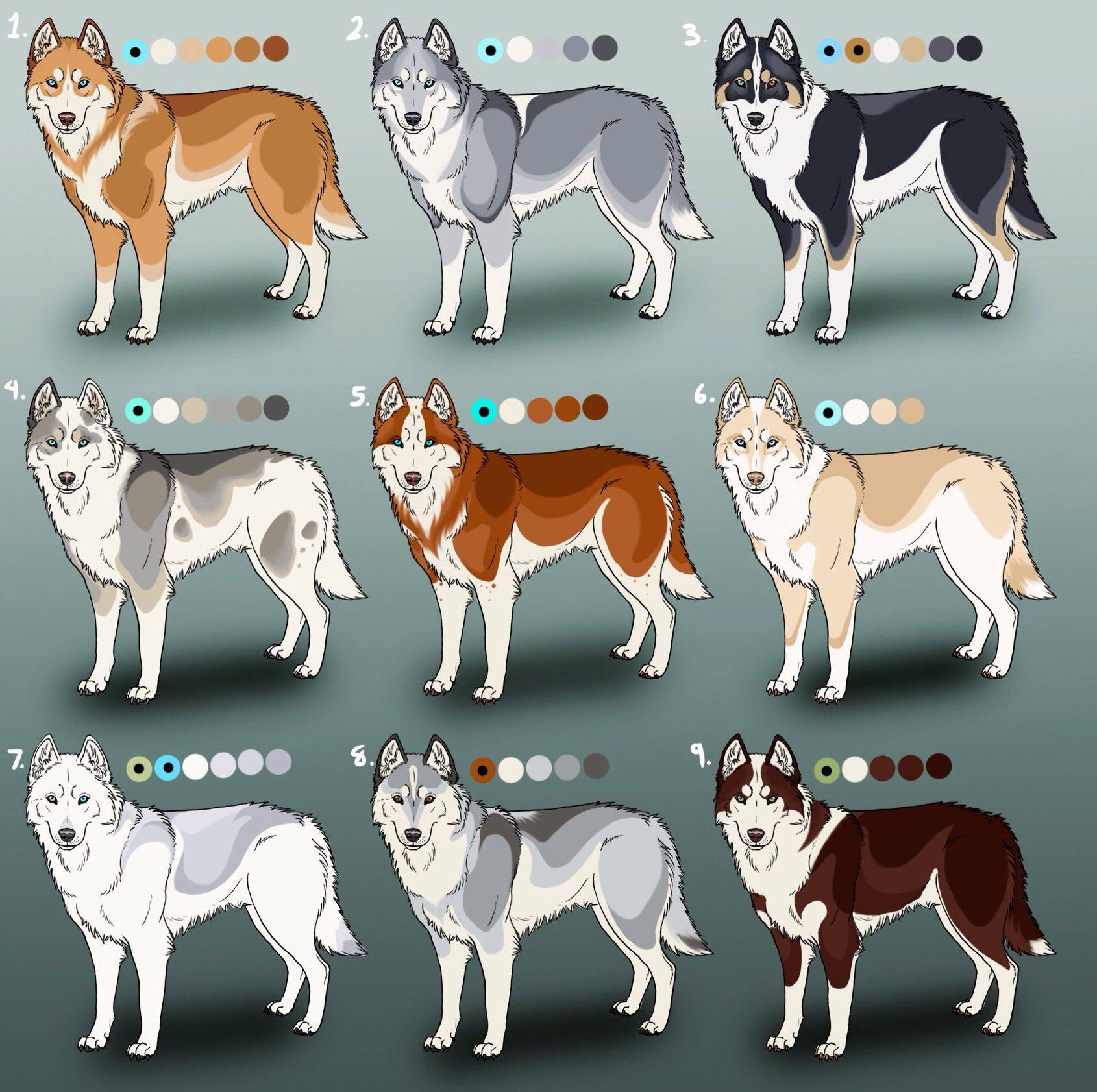 Разновидности окрасов породы хаски: рыжие, белые, черные, пегие и прочие собаки