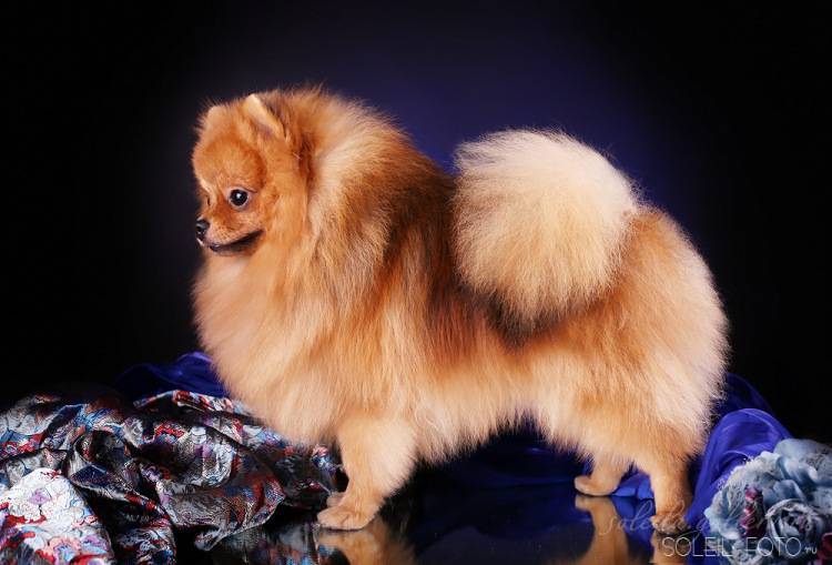 Померанский шпиц игрушечного типа: описание, стандарт породы, характер и дрессировка собаки, цена щенков, фото