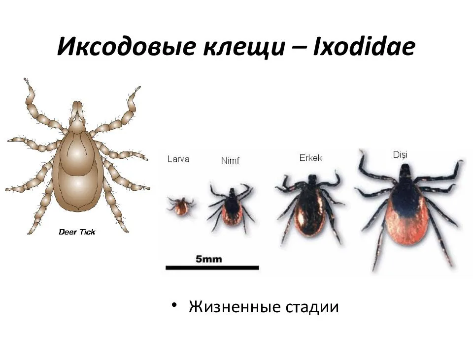 Как лечить подкожный клещ у кошек - «айболит плюс» - сеть ветеринарных клиник