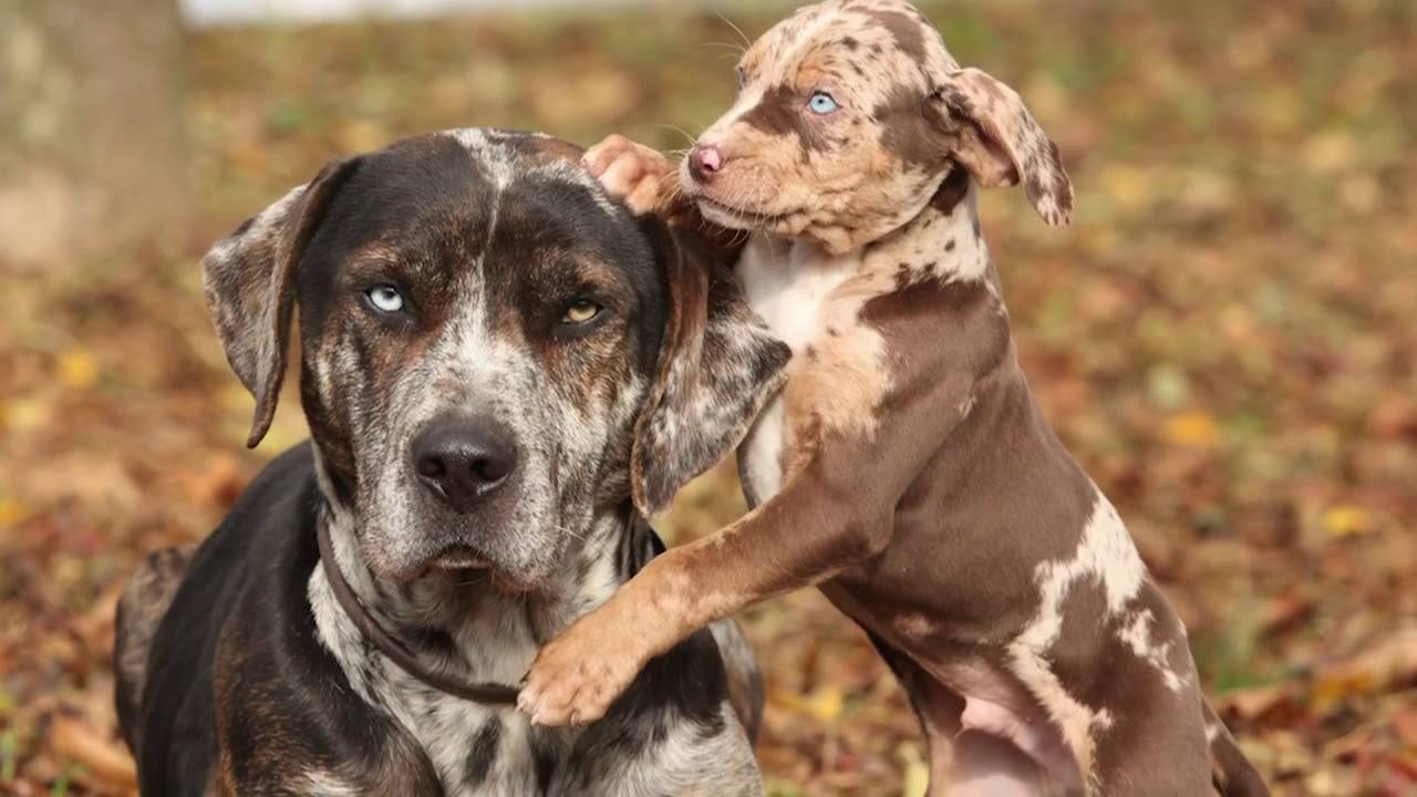Австралийская короткохвостая пастушья собака: обзор породы с фото