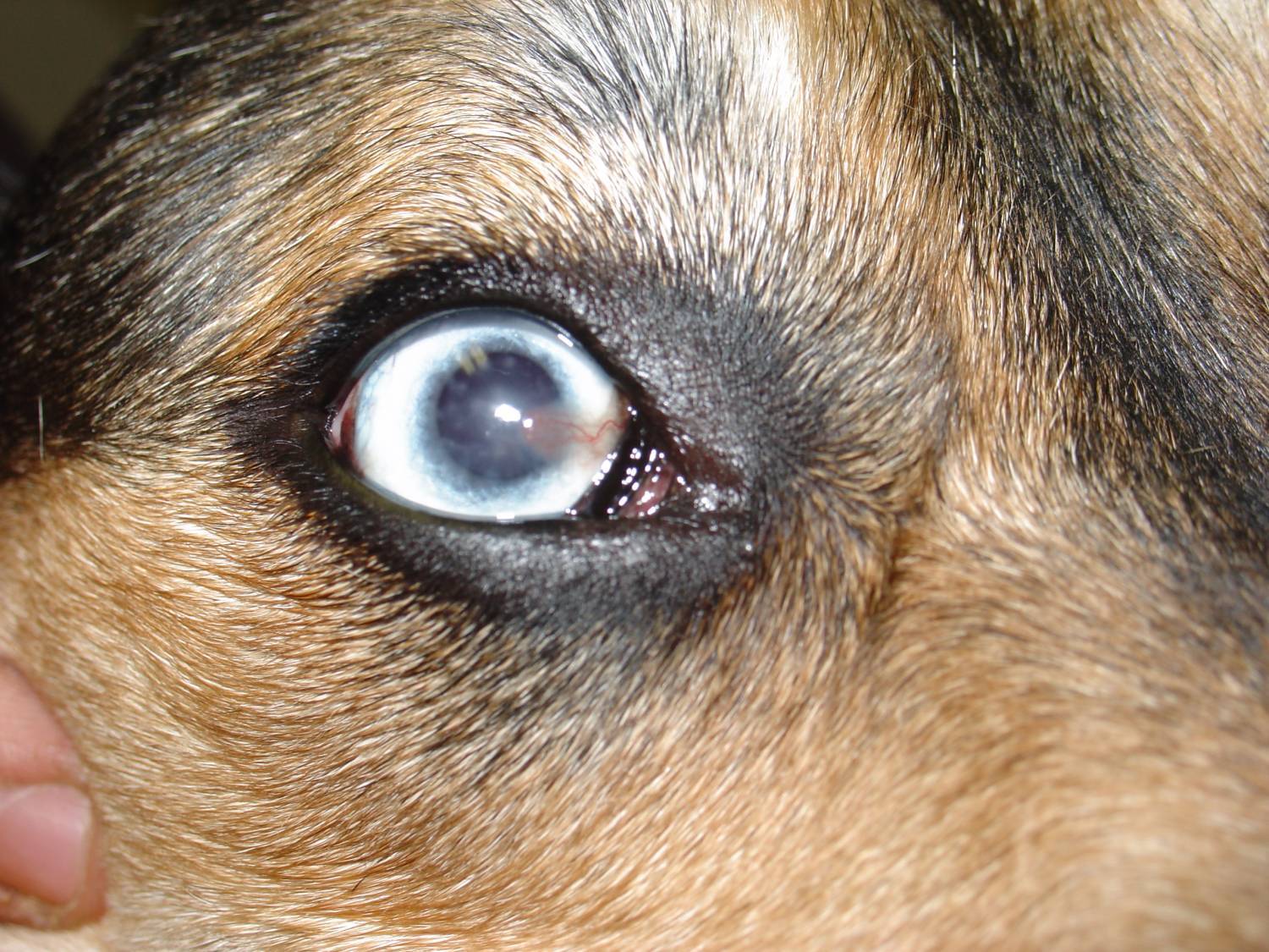Конъюнктивит у собак — симптомы, лечение и профилактика