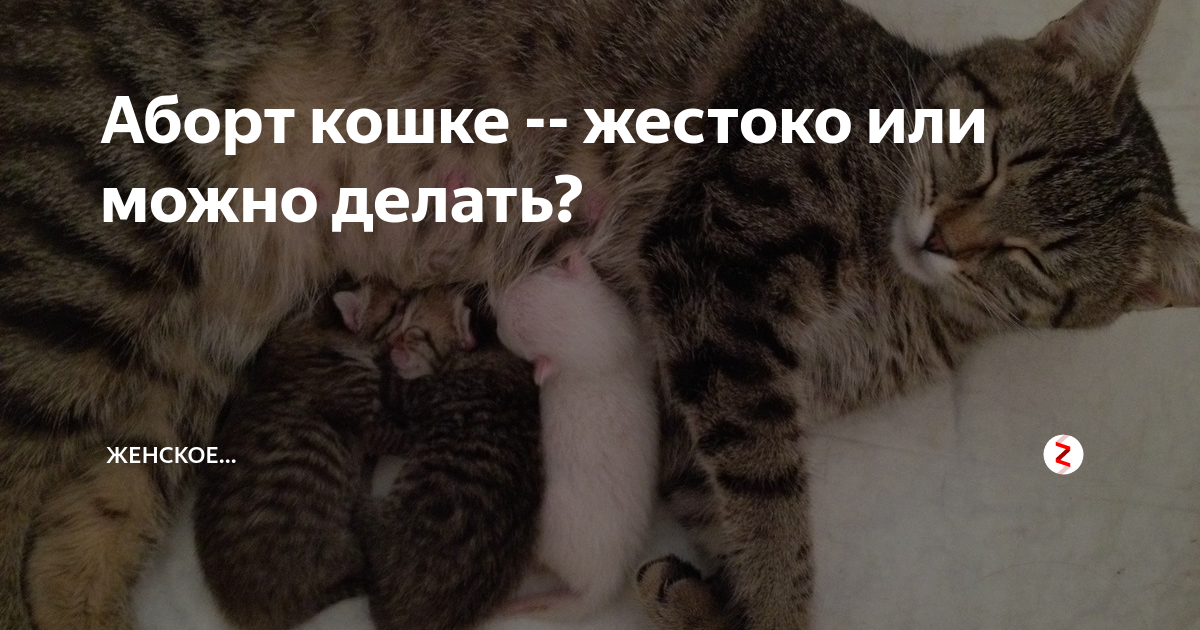 Прерывание беременности у кошек: можно ли это делать, последствия, опасности