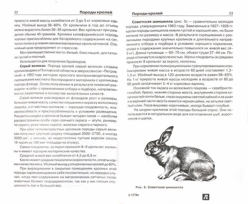 Кролик белый великан (26 фото): описание породы, особенности разведения и содержания в домашних условиях