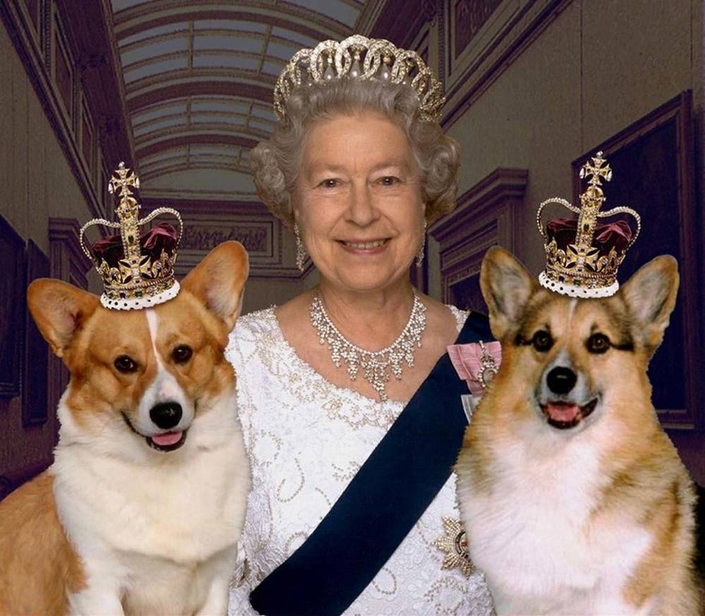 Королевские собаки елизаветы ii и английских королей - клички и породы
