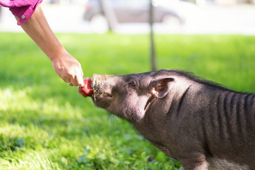 Основы для построения бизнеса на разведении свиней